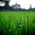 Discover 5 Lawn Care Tips For Northern Utah Homes