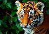 A faded tiger cub in lush greenery.