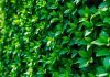 Lush green hedge with sunlight, symbolizing financial stability.