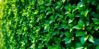 Lush green hedge with sunlight, symbolizing financial stability.