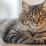 What Vets Consider Before Suggesting CBD for Cats