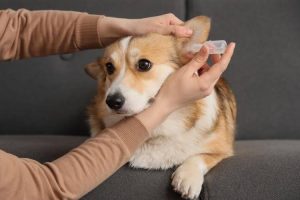 How Pup Labs Is Responding to Growing Demand for Simple Pet Care Solutions in 2026